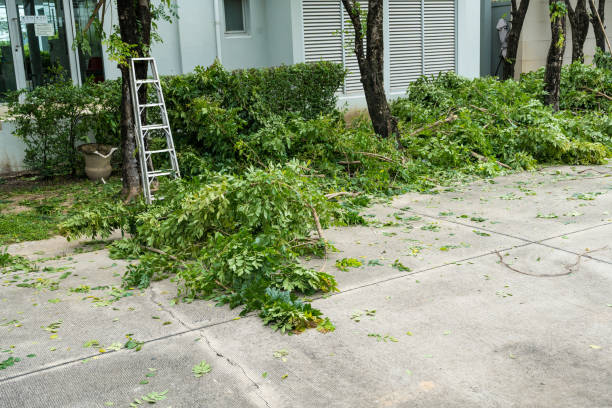 Why Choose Our Tree Removal Services in Los Alamos, NM?