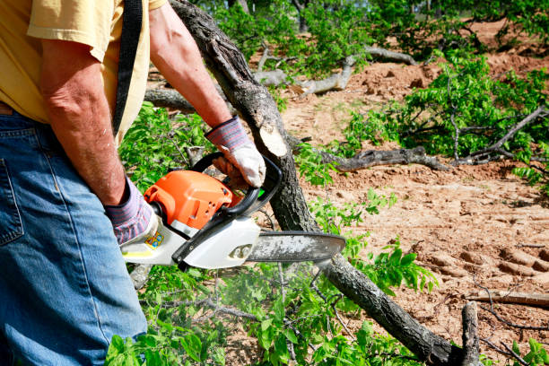 Best Tree Removal Service  in Los Alamos, NM